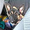 Thumbnail photo of Delta #4