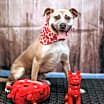 Thumbnail photo of Murphey #3