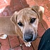 Thumbnail photo of Rizzo #2