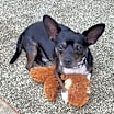 Thumbnail photo of Oreo 🦴 #1