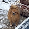 Thumbnail photo of Noah 🐶 #1