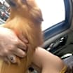 Thumbnail photo of Noah 🐶 #2