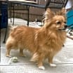 Thumbnail photo of Noah 🐶 #3
