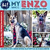 Thumbnail photo of Enzo #1
