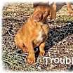 Thumbnail photo of Trouble #1