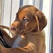 Thumbnail photo of Trouble #2