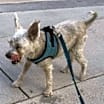 Thumbnail photo of RUBERT (OP_3123) FLORIDA #3