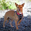 Thumbnail photo of Candy #1