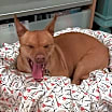 Thumbnail photo of Candy #4