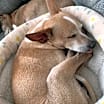 Thumbnail photo of Steve [bonded to Lewis] #3