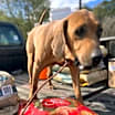 Thumbnail photo of Abbott #3