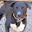 Thumbnail photo of Otis #1