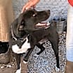 Thumbnail photo of Otis #3