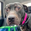 Thumbnail photo of Genesis #2