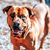 Thumbnail photo of Rowlf #1