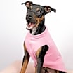 Thumbnail photo of Rufus #2