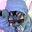 Thumbnail photo of Rufus #3