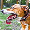 Thumbnail photo of Cooper #2