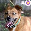 Thumbnail photo of Auggie #1