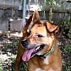 Thumbnail photo of Auggie #2