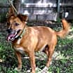 Thumbnail photo of Auggie #3