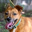 Thumbnail photo of Auggie #4
