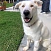 Thumbnail photo of Olaf #2