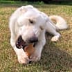 Thumbnail photo of Olaf #4