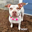 Thumbnail photo of Roxy #1