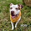 Thumbnail photo of Roxy #2