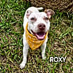 Thumbnail photo of Roxy #3