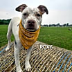 Thumbnail photo of Roxy #4