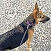 Thumbnail photo of Maybel #2