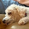 Thumbnail photo of Patti - MISSING #2