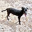Thumbnail photo of Buck #2