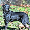 Thumbnail photo of Buck #3
