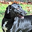 Thumbnail photo of Buck #4