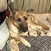 Thumbnail photo of Sammie #4