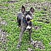 Thumbnail photo of Lola #3