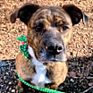 Thumbnail photo of Mabel #2