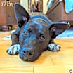 Thumbnail photo of Ms. Piggy #2