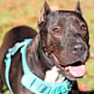 Thumbnail photo of Daedra #1