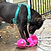Thumbnail photo of Daedra #3