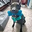 Thumbnail photo of Daedra #4