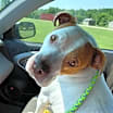 Thumbnail photo of Cadillac #3