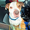 Thumbnail photo of Cadillac #4