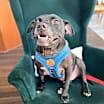 Thumbnail photo of Dandelion #1