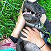 Thumbnail photo of Dandelion #2