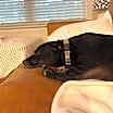 Thumbnail photo of Dandelion #3