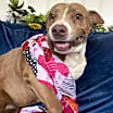 Thumbnail photo of Muffin #1